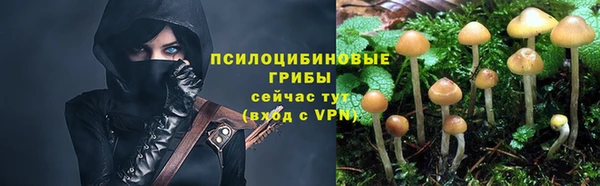 гидра Елизово