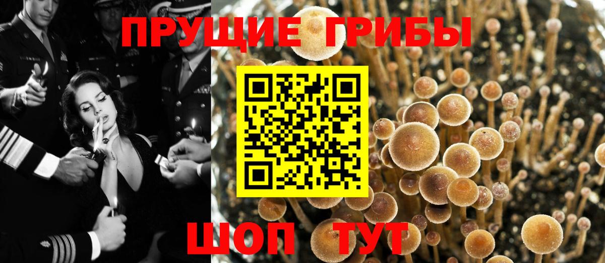Галлюциногенные грибы Psilocybine cubensis Каменск-Шахтинский